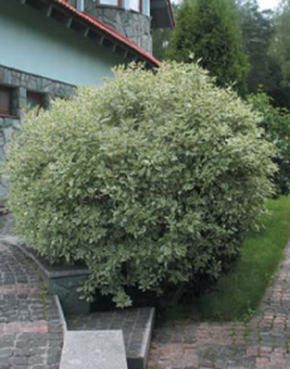 Дерен белый